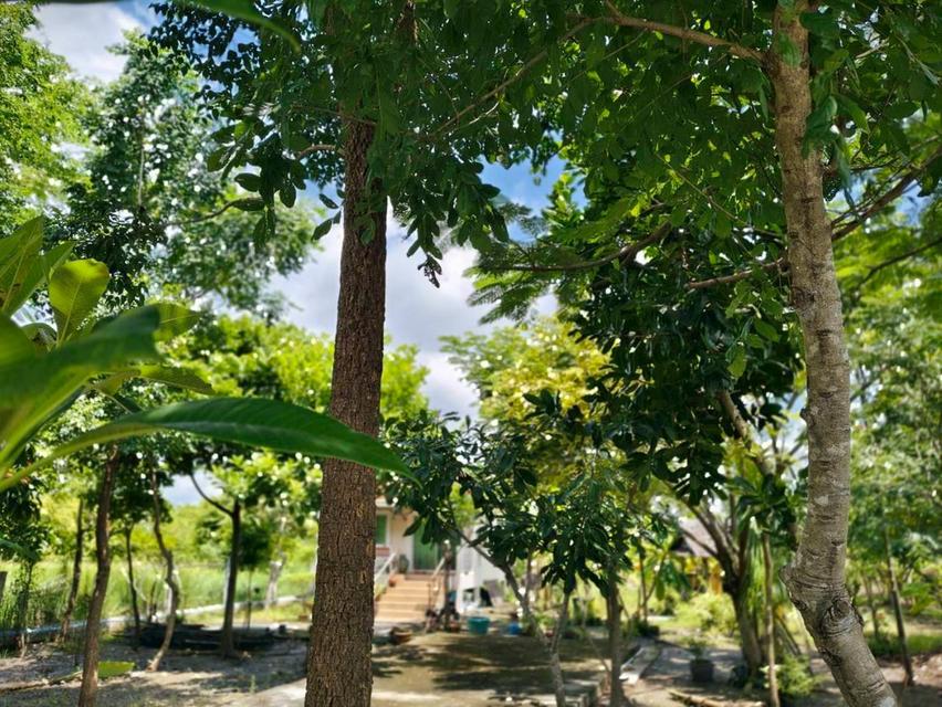 ขายบ้านพร้อมที่ดิน 200 ตารางวา 4