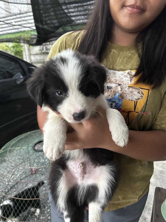 Border collie 100% 