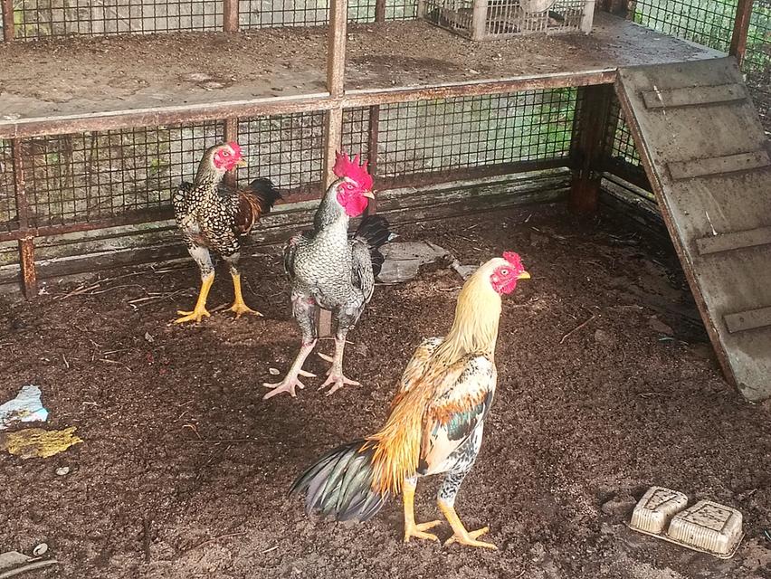 ไก่ชนพม่าพันธุ์ดีตีเก่ง
