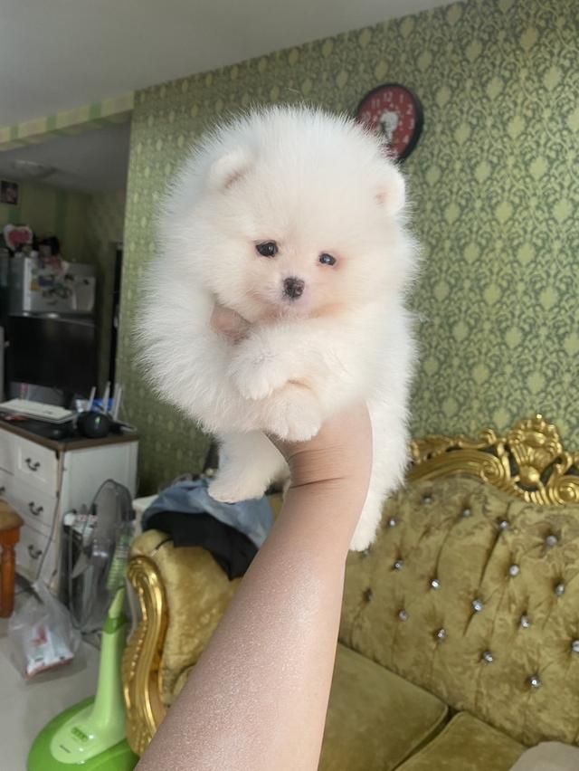 ปอมเมอเรเนียนแท้ อ้วนหมี ขนสวยแน่นฟู หมีๆ รูปที่ 2