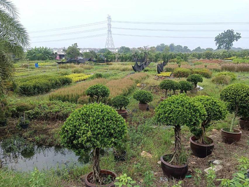 ขายที่ดินแปลงสวย ติดถนนบางม่วง - บางคูลัด เนื้อที่ 13-3-4 ไร่  อำเภอบางกรวย จังหวัดนนทบุรี เหมาะทำโครงการจัดสรร 6