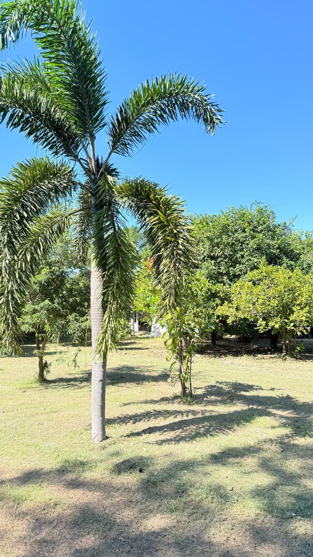 ขายที่ดินพร้อมสิ่งปลูกสร้าง เนื้อที่ 3 ไร่ 1 งาน 94 ตารางวา ตำบลพุแค จังหวัดสระบุรี 2