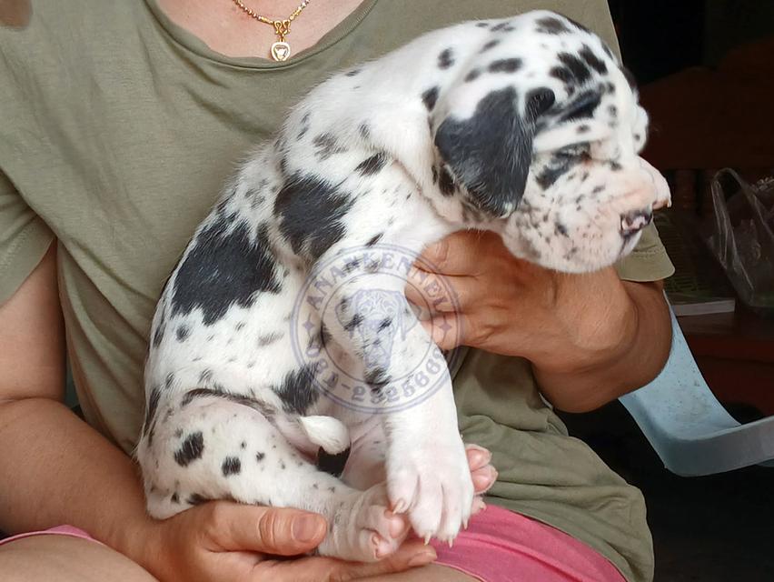 สุนัข เกรทเดน Great dane รูปที่ 6