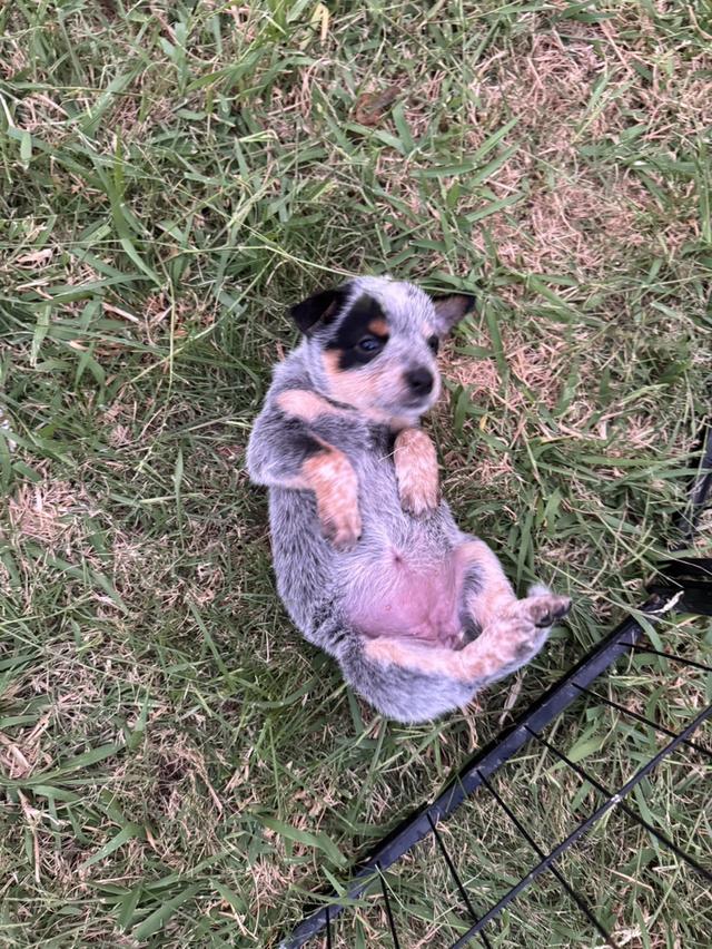 Blue Heeler (Australian Cattle Dog)