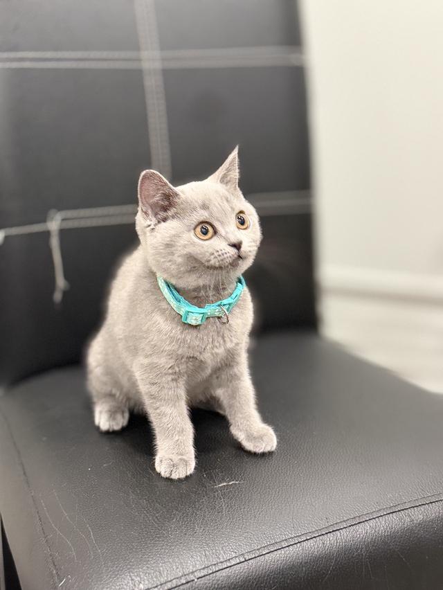 บริติช ช็อตแฮร์ สีบลู รูปที่ 6