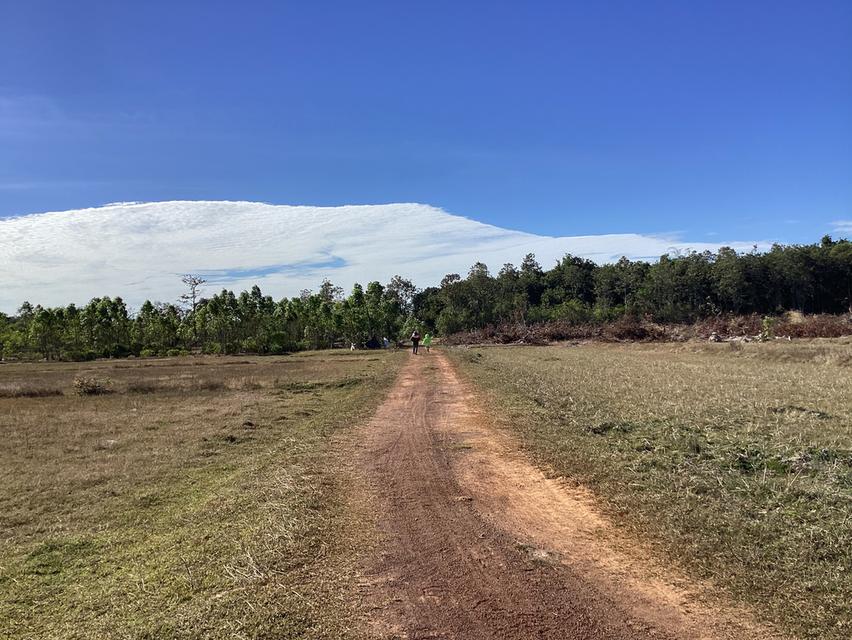 ขายที่ดินการเกษตร59ไร่ อ.เมืองนครพนม 4