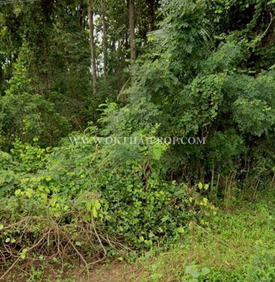 ขายที่ดินพร้อมต้นสัก ใกล้อบต.สร้อยทอง อ.ตาคลี จ.นครสวรรค์ 7