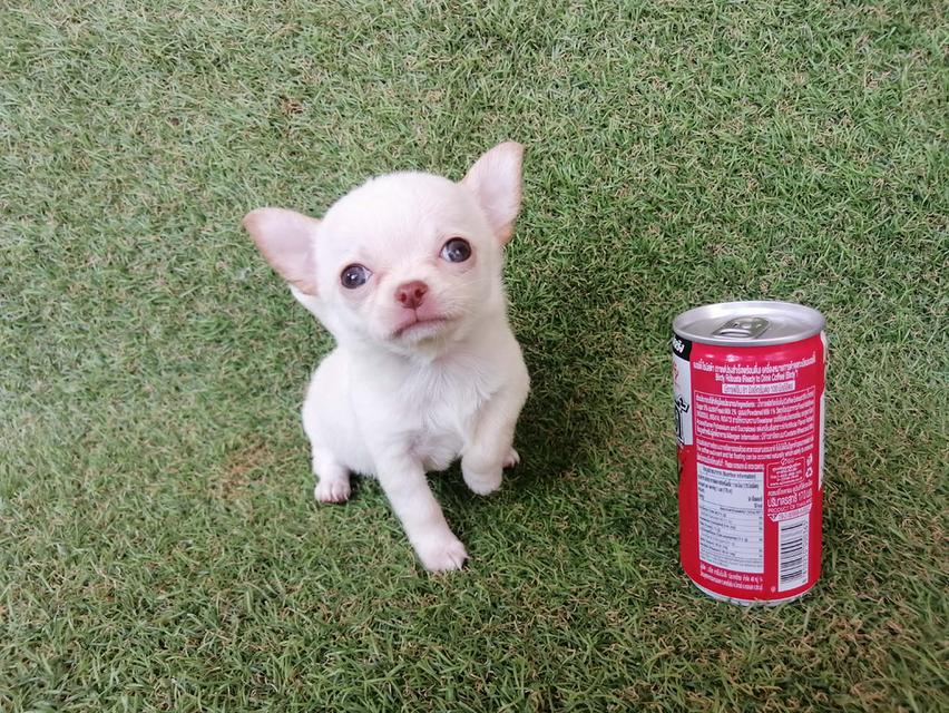 ชิวาว่าเเท้ ขนยาว ขนสั้น พร้อมย้าย