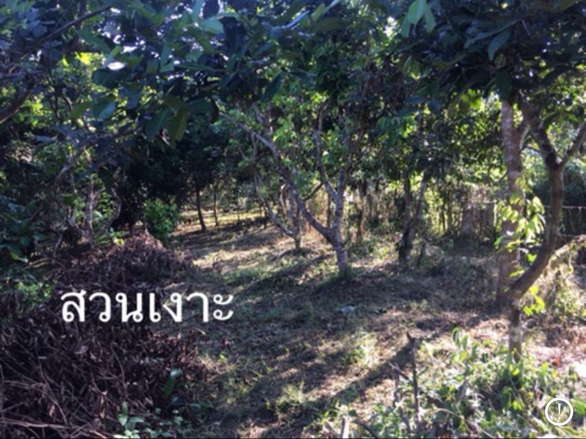 ขายสวนเงาะอยู่หลังเซเว่นตลาดสดทุ่งช้าง 10