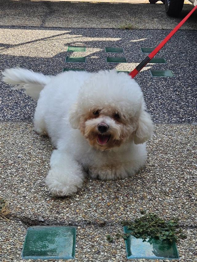 สุนัขสายพันธุ์บิชองอายุ 2 ปี รูปย่อยที่ 2