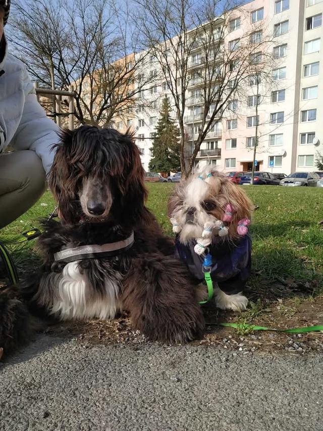 Afghan Hound เชื่องมาก 3