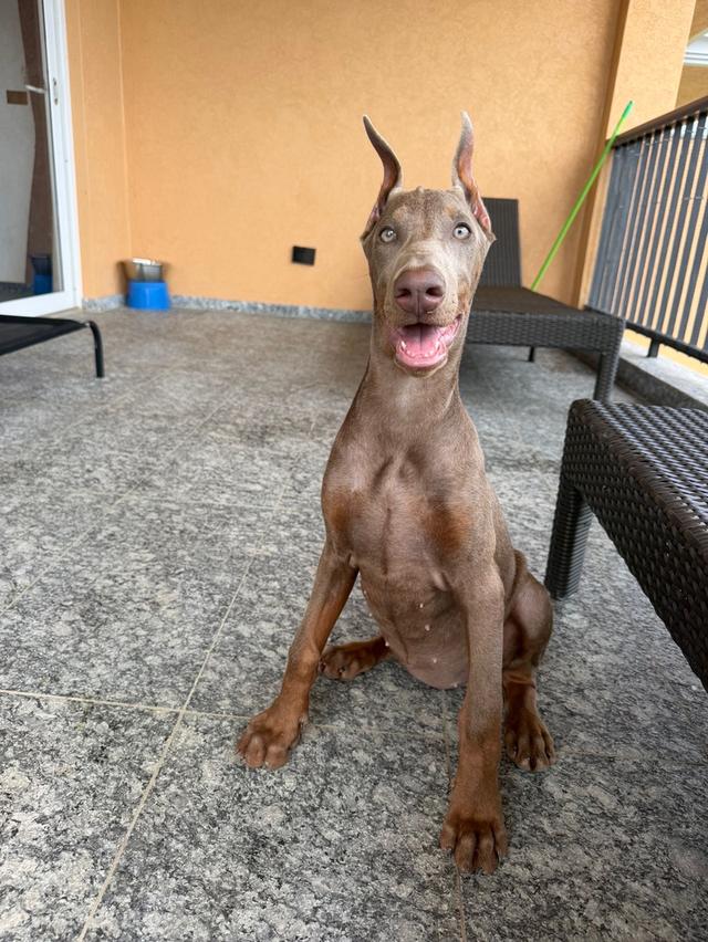 Doberm ส่งต่อไห้คนที่ตามหาสนใจติดต่อได้ค่ะ คุยได้