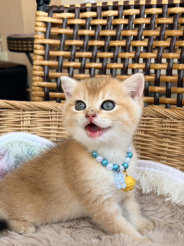 😻 ดช.บริติช ช็อตแฮร์