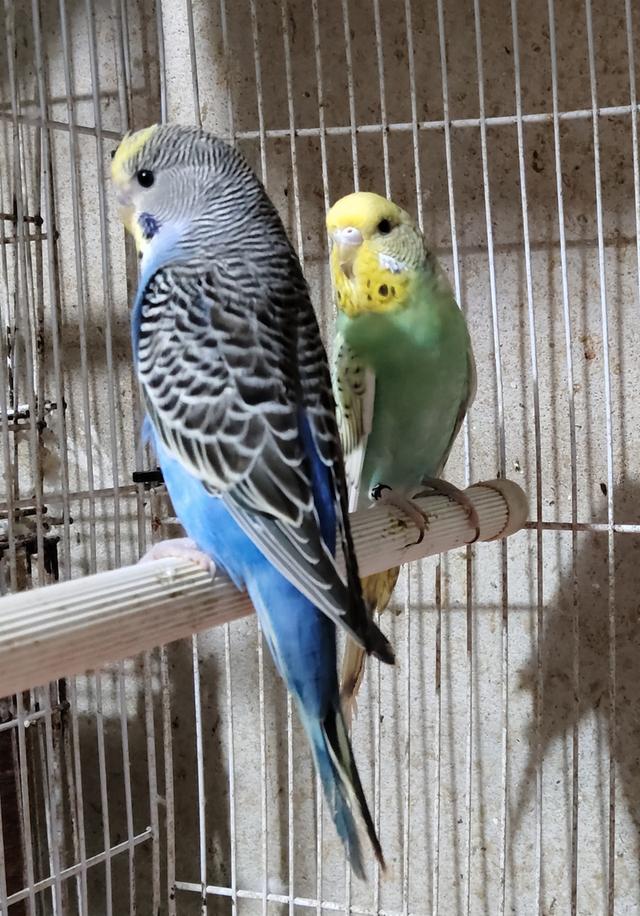 ขายนกหงส์หยก 