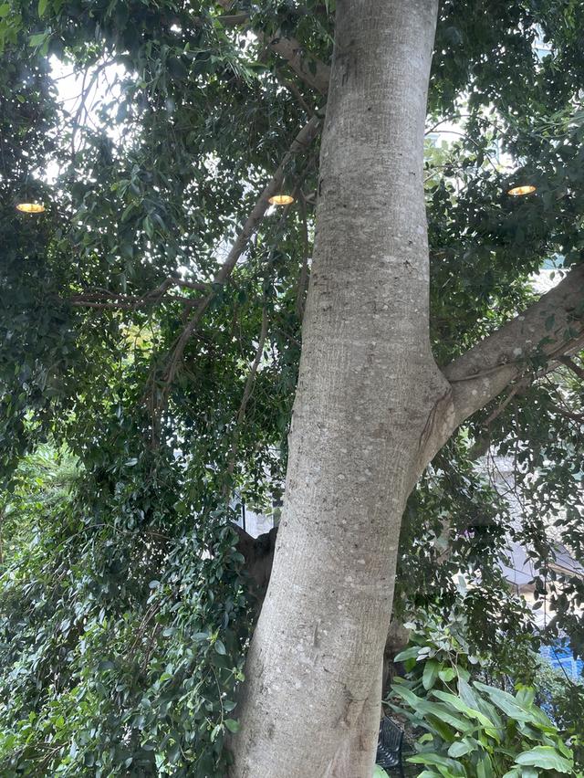 คอนโดเขาใหญ่ติดถนนธนะรัชต์ใกล้อุทยานแห่งชาติเขาใหญ่ 6
