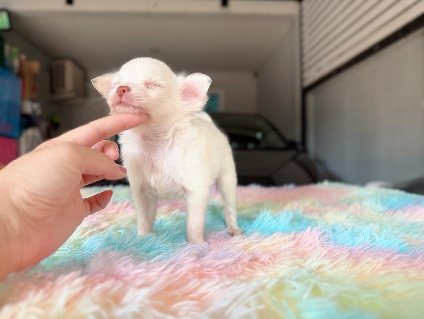 ปอมผสมชิวาวา เพศผู้ พิกัดรามอินทรา 16