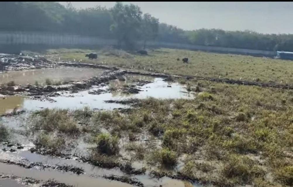 ขาย ที่ดิน ถนนอย2045 อุทัย อยุธยา 13 ไร่ 1 งาน 48 ตรว สีม่วง ใกล้นิคมโรจนะ อยุธยา 5