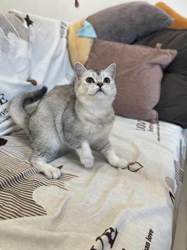 สาวสก็อต 10