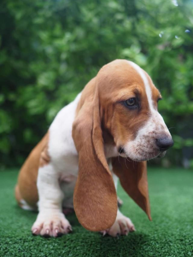 Sale Basset Hound สุดน่ารัก 2