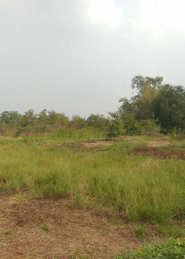 ที่ดินเปล่าใช้ปลูกบ้านทำสวน 8