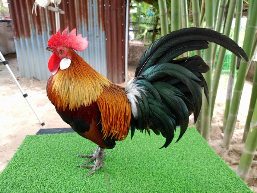 รัฐชนาวีฟาร์ม อนุรักษ์ไก่ต่อไทย รูปย่อยที่ 1