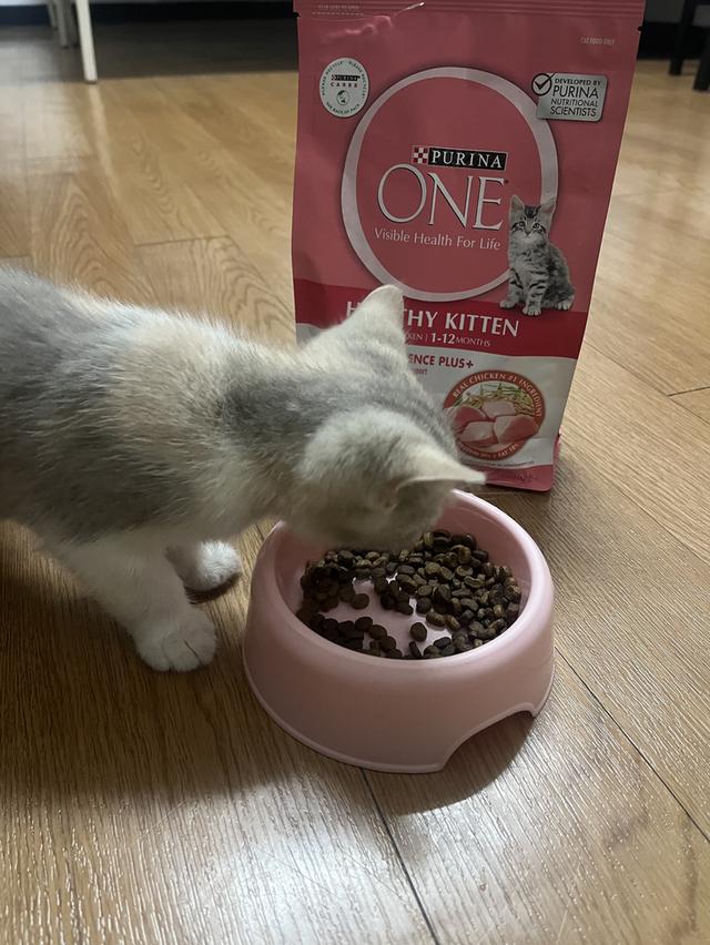 แมวมัชกิ้นผสมเปอร์เซีย