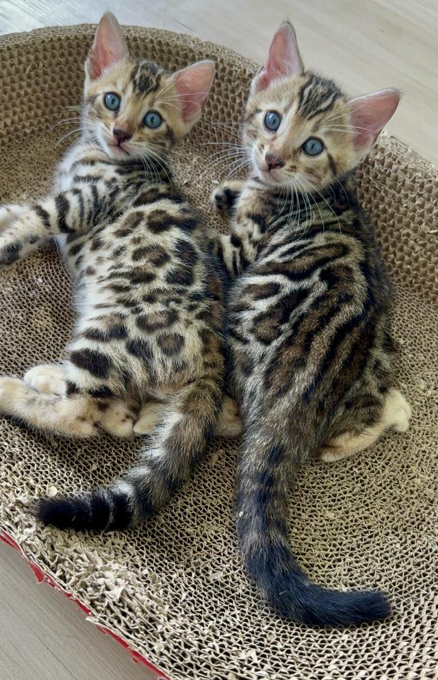 Bengal cat แมวเบงกอล รูปที่ 2