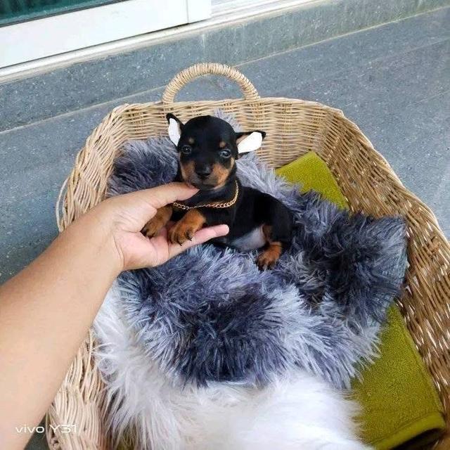 ลูกสุนัข Miniature Pinscher สีดำ 3