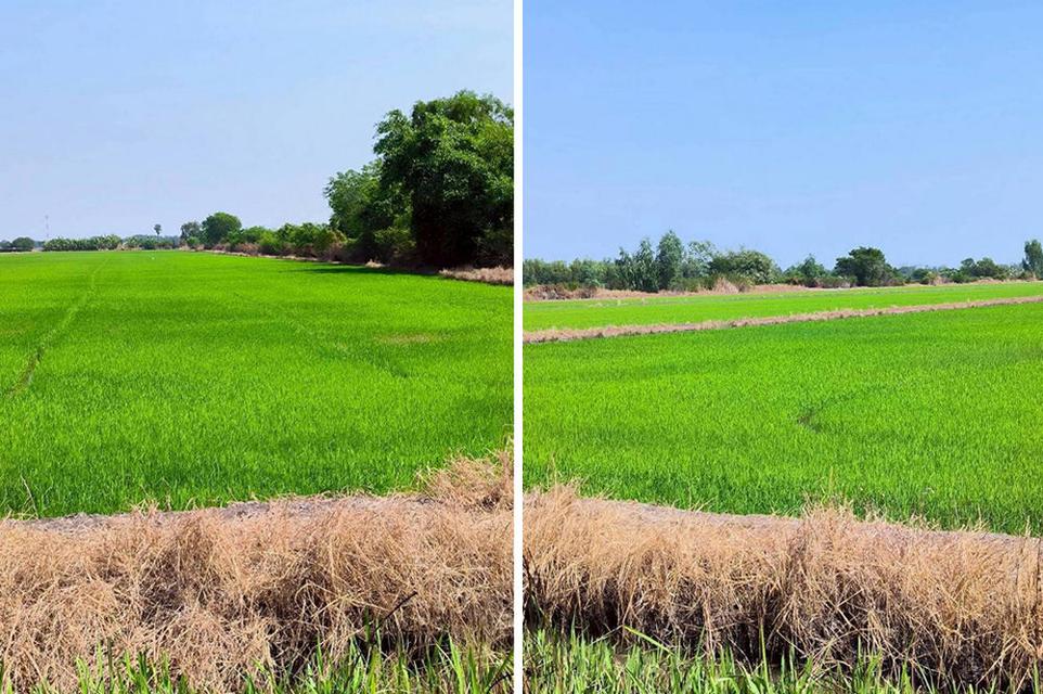 ขายที่ดินคลองสาม คลองหลวง ปทุมธานี แปลงใหญ่ 36 ไร่เศษ ผังสีชมพู ใกล้วัดพระธรรมกาย (เจ้าของขายเอง) 10
