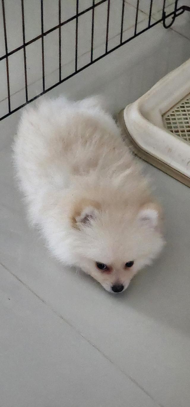 น้องปอมเมอเรเนีย