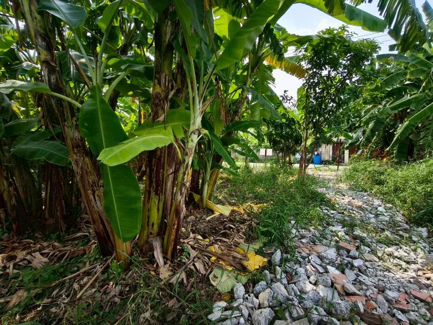 ที่ดินเปล่า เนื้อที่ 118 ตร.ว. ซอยนาวงประชาพัฒนา 9 ถนนนาวงประชาพัฒนา แขวงสีกัน เขตดอนเมือง กรุงเทพมหานคร 7