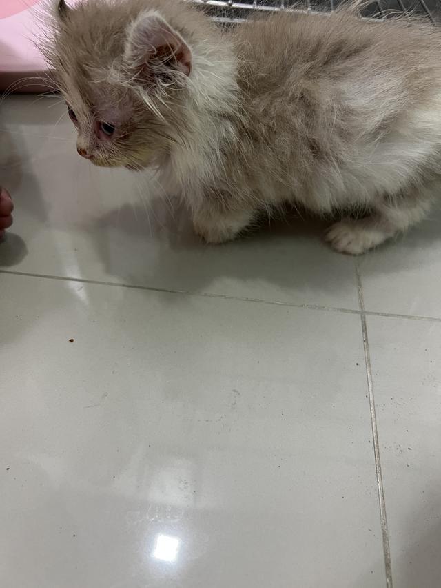 แมวอเมริกันเคิร์ล ขาสั้น 3