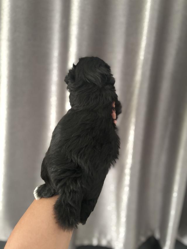 น้องหมา ชิวาว่ามอสทินผสมพุดเดิ้ล รูปที่ 2