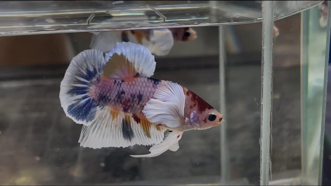 ปลากัดหูช้าฃแคนดี้ Dumbo candy betta