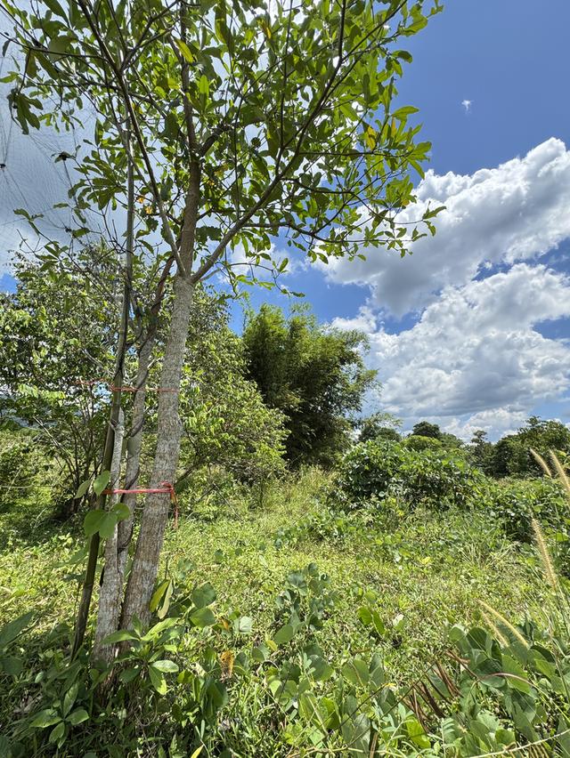 ที่ดินแถวอำเภอช้างกลาง จังหวัดนครศรีธรรมราช 15