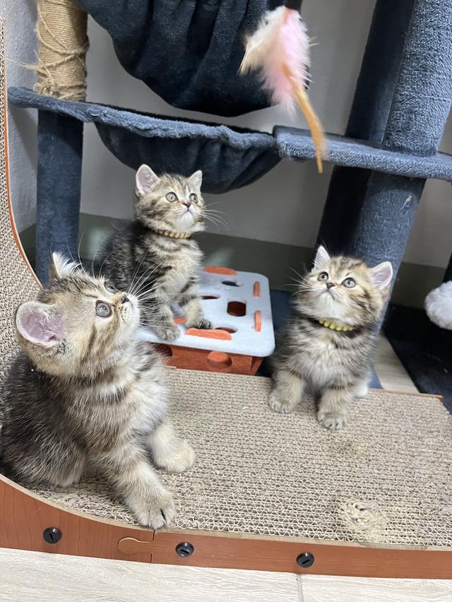 แมว EXO ติก  แท้ 100 สามสี