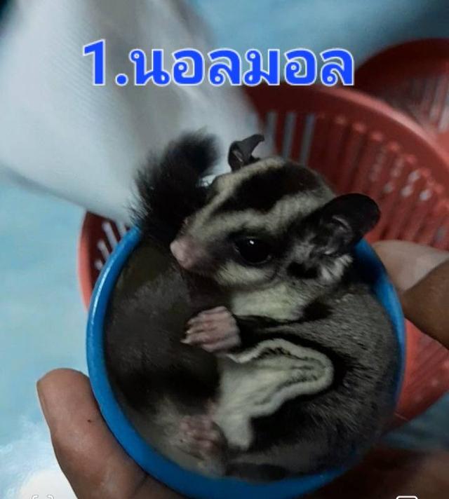 ชูก้า ไกลเดอร์ สีต่างๆ 6