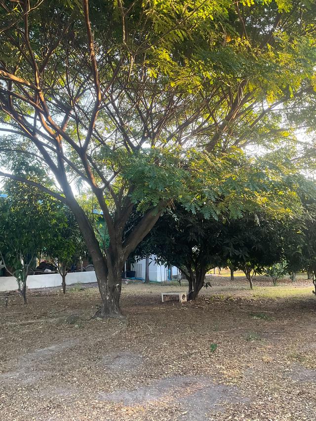 ขายที่ดินพร้อมสิ่งปลูกสร้าง เนื้อที่ 3 ไร่ 1 งาน 94 ตารางวา ตำบลพุแค จังหวัดสระบุรี 3