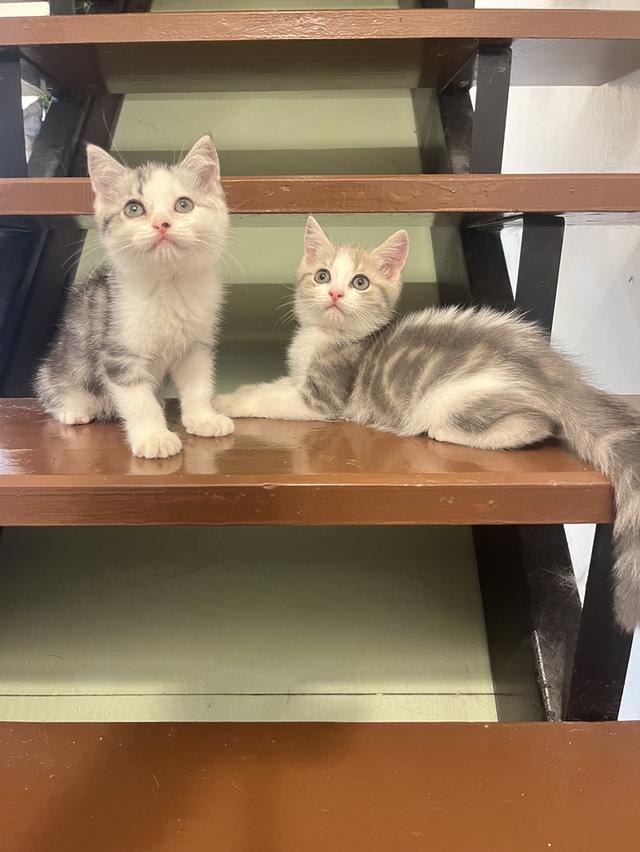 แมวสก๊อตติชโฟแท้   เด็กเด็กน่ารักมาก 11