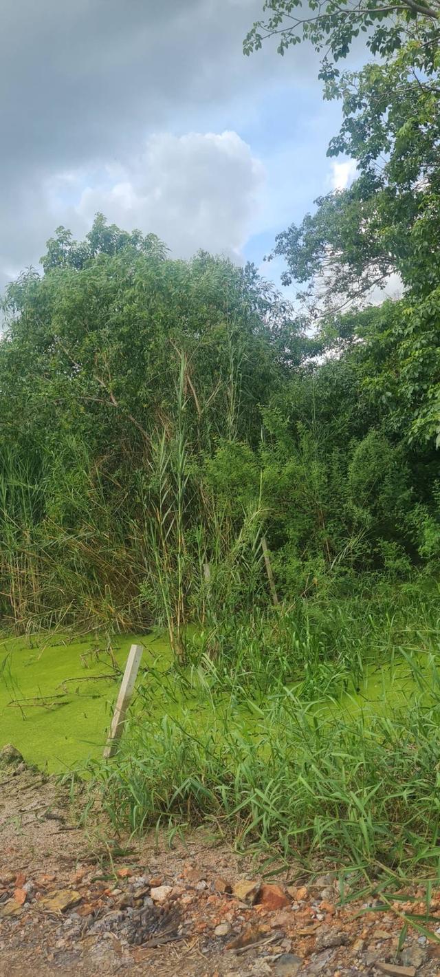 ขายที่ดิน บางเลน 1 ไร่ 2 งาน 97 ตรว  ตรว.ละ 3,500 บาท  เข้าทางซอยประมาณ 150 เมตร ที่ดินอยู่ทางขวามือ ติดต่อ 095-7897915 5