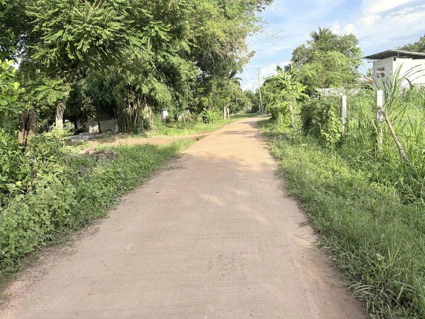 ขายที่ดินสวนยางพารา 1