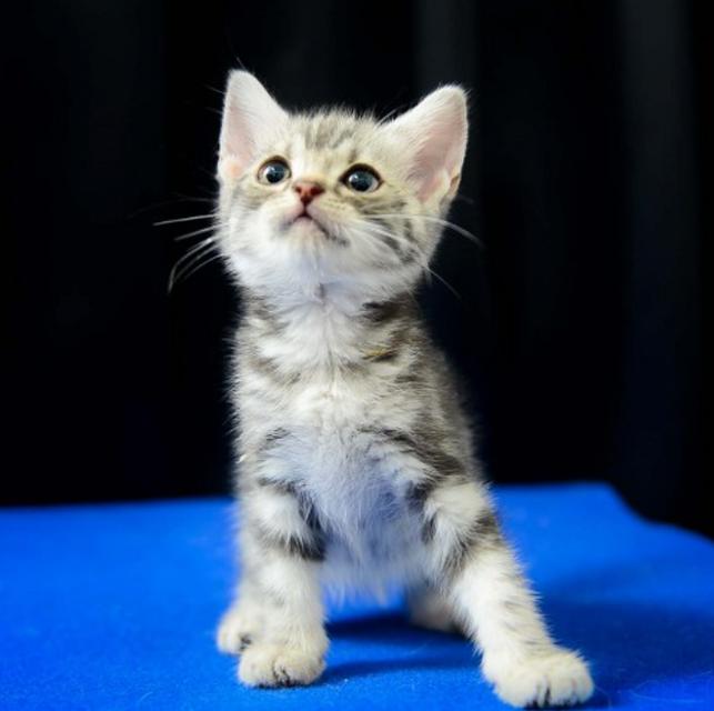 ลูกแมวอเมริกันชอตแฮร์สีซิลเวอร์ น่ารักมากๆ 1
