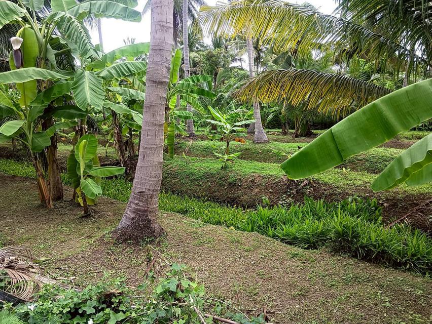 ขายที่ดิน เนื้อที่ 6-2-62 ไร่ ซอยเลียบนที ใกล้แม่น้ำแม่กลอง ใจกลางเมืองสมุทรสงคราม 6