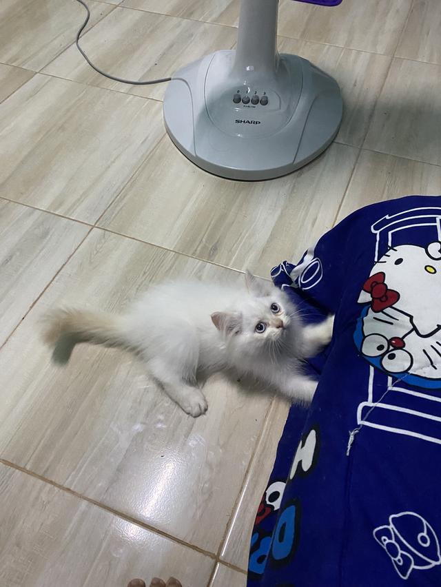 หาบ้านให้น้องตัวสุดท้ายของคอก 3