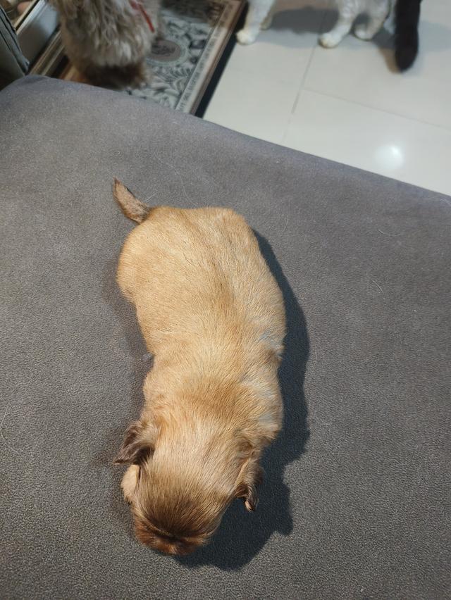 ชิสุห์ทอย 3