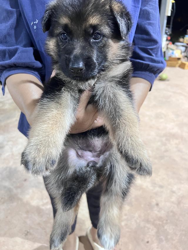 สุนัขพันธุ์เยอรมันเชพเพิร์ด รูปที่ 2