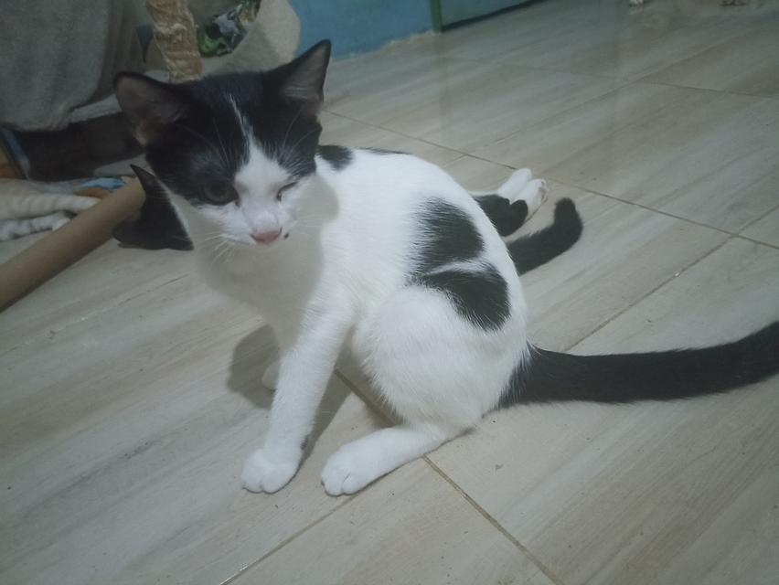 แมว พันธุ์ผสม น่ารักๆ