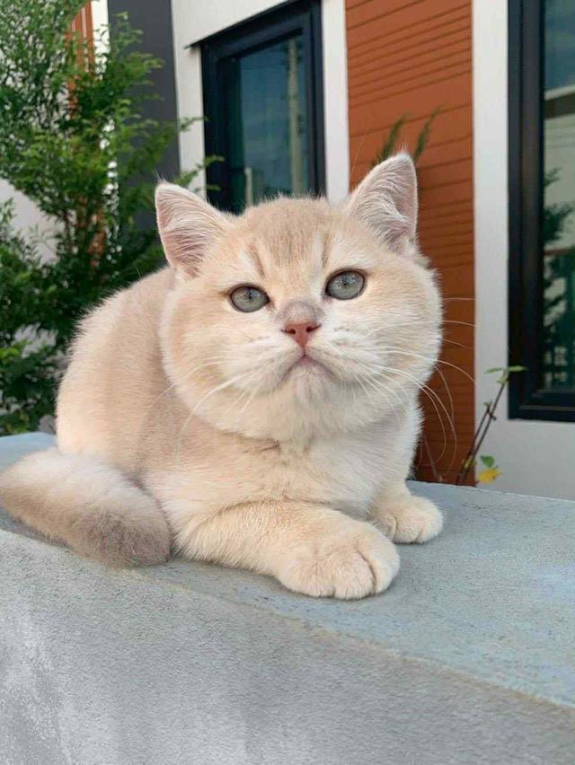 แมว บริติชช็อคแฮร์เด็กผู้ชาย 5เดือน 3