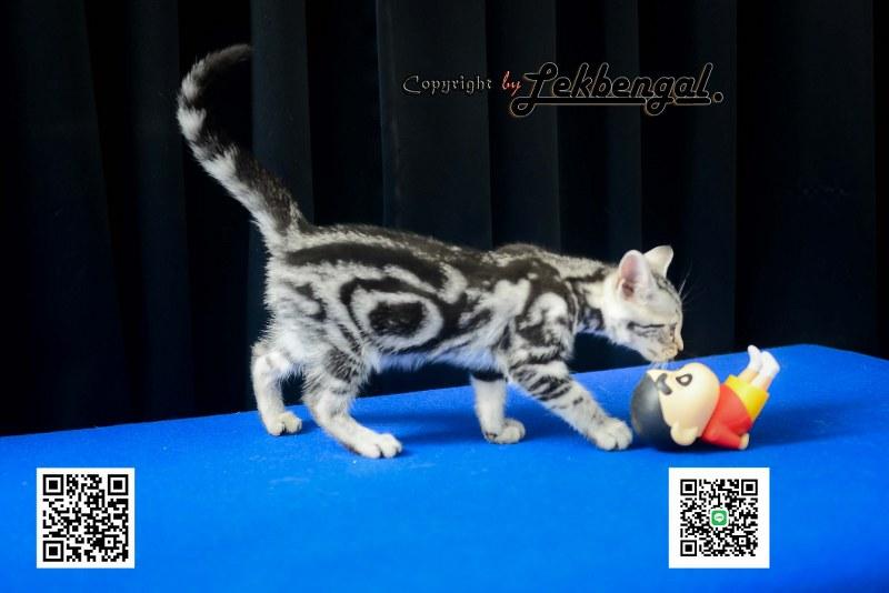 ขายลูกแมวตัวสุดท้ายของคอก เพศเมีย อเมริกันชอตแฮร์