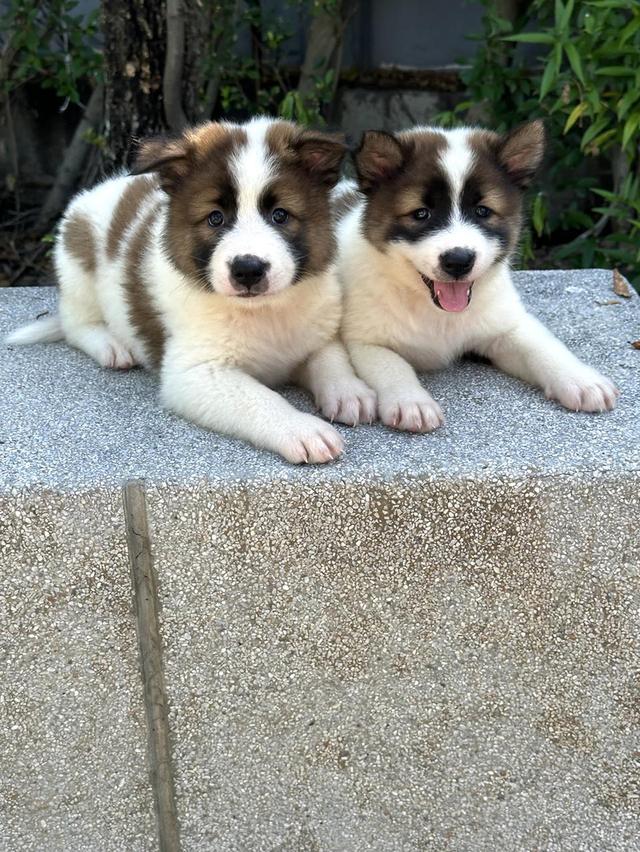 Thai Bangkaew Puppies | WhatsApp me : +66 63 826 3042